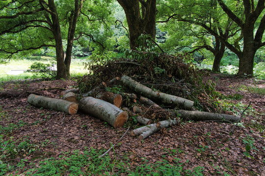 Felled tree trunk, branches, and leaves in a forest