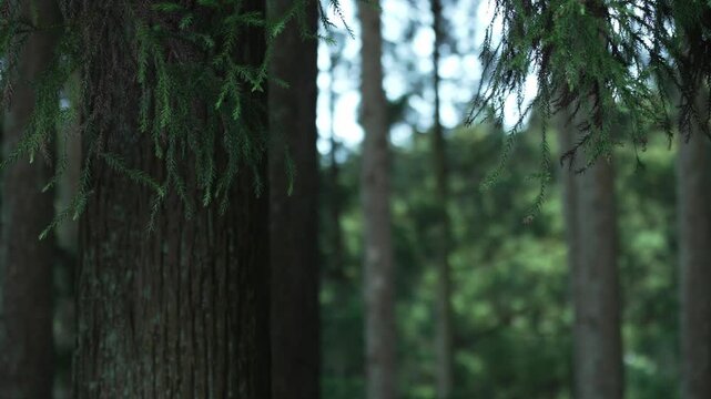 美しい木漏れ日と杉の木の幹・枝葉 4K（クローズアップ・固定撮影）
