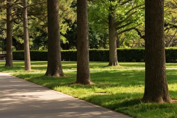 Fototapeta premium Man walks on paved path in green park with large trees. Sunny day light casts shadows on grass. Clean landscape invites outdoor activity and relaxation.