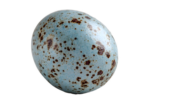 A delicate robin's egg, soft light blue shell covered in fine organic spots and a beautiful speckled texture, macro photography, clean white background