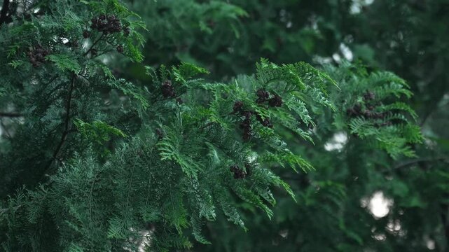 風にそよぐヒノキの木の葉と小さな実 4K（クローズアップ・スローモーション）
