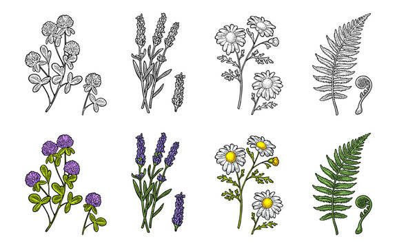 Chamomile, lavender, red clover flower with leaves. Green fern leaf and young fiddlehead sprout. Engraving color vintage vector illustration isolated on white. Hand drawn sketch style.