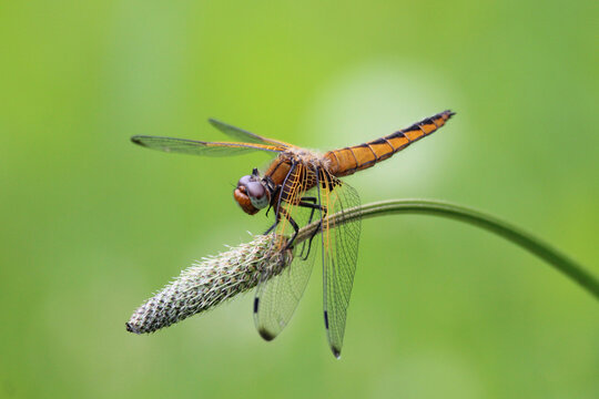 The scarce chaser (Libellula fulva) brown dragonfly close-up, green blur background, summertime, Europe, Latvia. Female, juvenile.