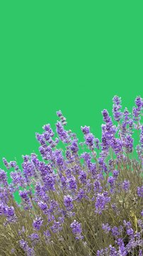 Blooming lavender bush isolated on solid green background. vertical video
