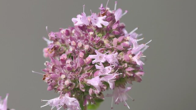 Close-up of flowering oregano, oregano blossom and its pistils, pink blossoms and pistils in sunshine, lilac-violet delicate blossoms, fine hairs on petals, Origanum vulgare