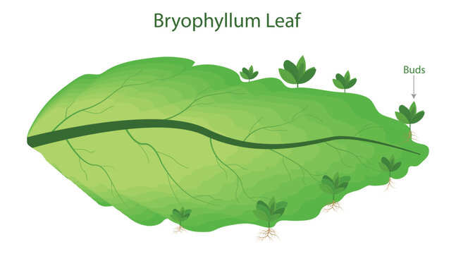 Bryophyllum Leaf Vegetative Propagation Diagram Showing Adventitious Buds, Plantlet Formation and Asexual Reproduction in Botany Education Illustration.
