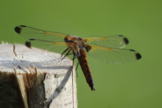 The scarce chaser (Libellula fulva) brown dragonfly close-up, green blur background, summertime, Europe, Latvia. Female, juvenile.