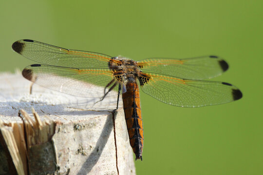 The scarce chaser (Libellula fulva) brown dragonfly close-up, green blur background, summertime, Europe, Latvia. Female, juvenile.
