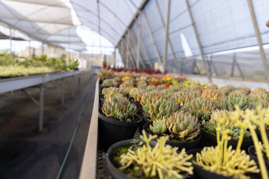 Small potted succulents are lining metal benches in greenhouse, showing leading line and soft light