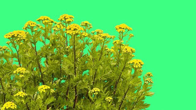 Yellow tansy flowers isolated on  green screen.