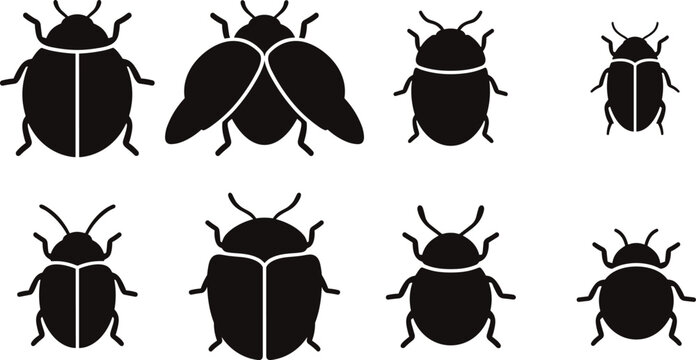 Set of eight black beetle silhouettes showing different species and wing positions isolated on a white background, for entomological projects