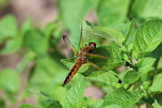 The scarce chaser (Libellula fulva) brown dragonfly close-up, green blur background, summertime, Europe, Latvia. Female, juvenile.