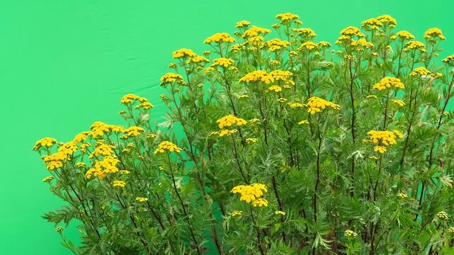 Yellow tansy flowers isolated on  green screen.