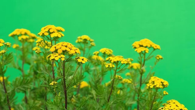 Yellow tansy flowers isolated on  green screen.