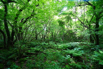 Obraz premium dense wild forest in the spring sunlight 