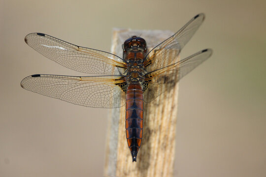 The scarce chaser (Libellula fulva) brown dragonfly close-up, green blur background, summertime, Europe, Latvia. Female, juvenile.