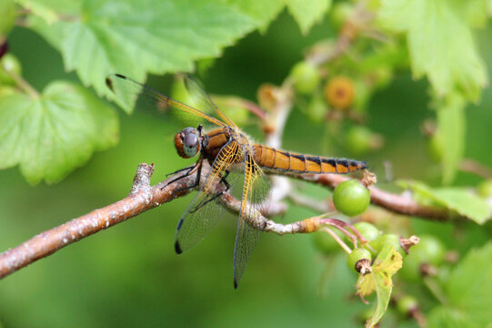 The scarce chaser (Libellula fulva) brown dragonfly close-up, green blur background, summertime, Europe, Latvia. Female, juvenile.