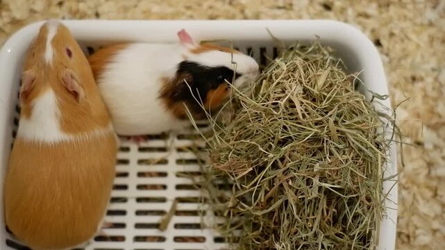 Adorable domestic cavy pets eating from a feeder inside a cage with wood shavings bedding