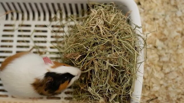 Adorable domestic cavy eating from a hay feeder inside its cage with sawdust bedding