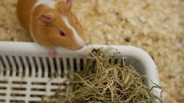 Two cute baby guinea pigs eating hay from a white plastic feeder in their sawdust-filled enclosure