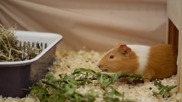 Adorable little rodent pet eating fresh leaves inside its cage with sawdust bedding