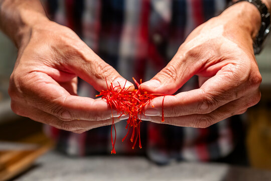 Hands sorting red saffron threads in Mund Switzerland