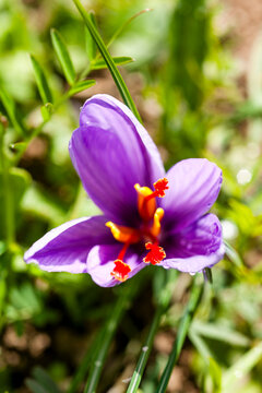 Close-up of purple crocus sativus flower showing red saffron threads