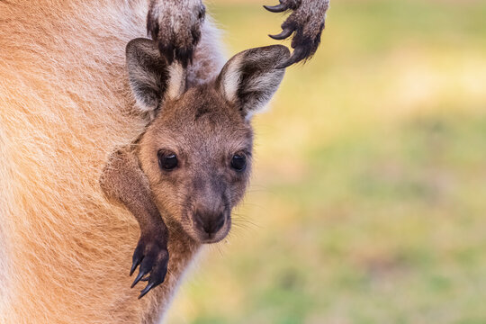Australia, Western Australia, Windy Harbour, Close up of red kangaroo (Macropus rufus) joey staring out of pouch