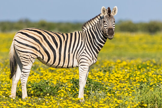 Africa, Namibia, Etosha National Park, burchell's zebras, Equus quagga burchelli, standing on yellow flower meadow