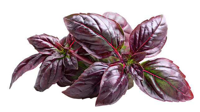 Commercial studio photography of Isolated bunch of red basil leaves, fresh herb for aromatic flavoring and seasoning, sharp focus clean white background