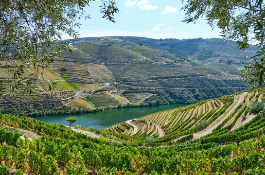 Portugal, Douro Valley, terraced vineyard overlooking Douro river