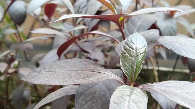 Beautiful ornamental Alternanthera dentata shrub used for garden landscaping