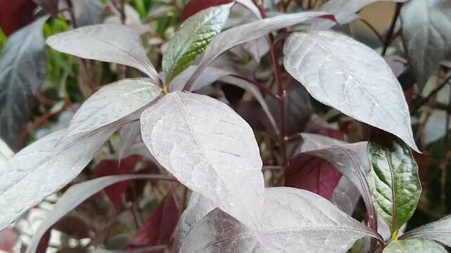 Macro texture of dark purple Alternanthera dentata leaves with sharp details
