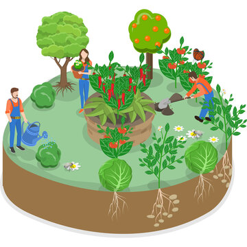 People gardening and harvesting vegetables in isometric garden section with cross section gardening vegetables isometric