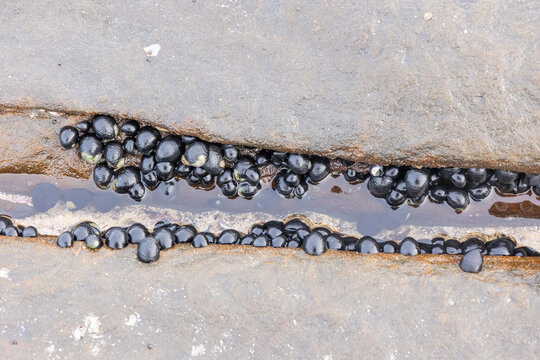 Black nerites, a type of sea snail, congregating in a cluster in a crevice in a smooth wave cut rock platform, where they are eating algae in the water at Burrill Lake in New South Wales, Australia.