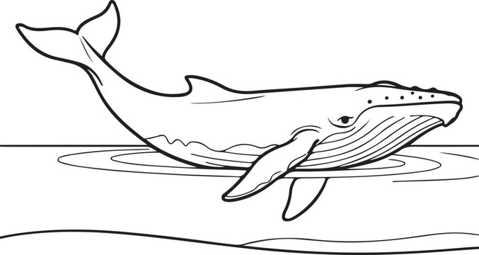 Humpback Whale Swimming At Surface With Throat Grooves Line Art