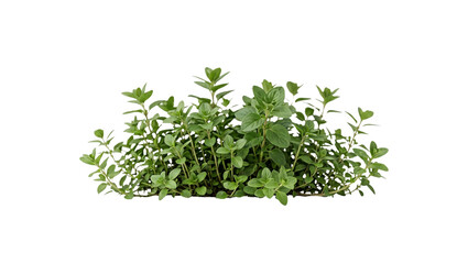 Fototapeta premium Fresh green thyme herb plant isolated on transparent background