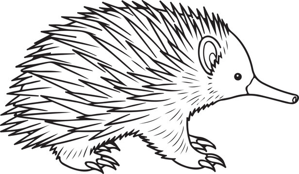 Short Beaked Echidna Walking Side View Line Art Illustration