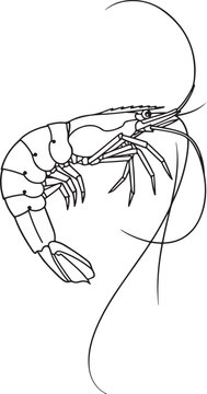 Detailed Shrimp Prawn Line Art With Long Antennae Drawing