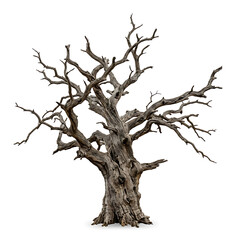 Fototapeta premium Dead Leafless Tree Isolated on White Background