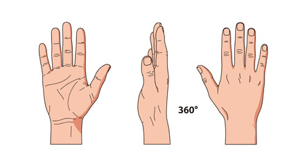 Fototapeta premium Human Hand Views: Front, Side, and Back - 360 Degree Rotation