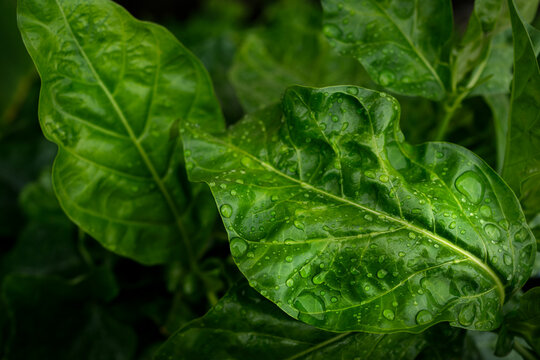 Water drops on green leaf nature background