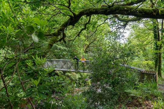 Couple exploring lush green forest bridge in killarney national park