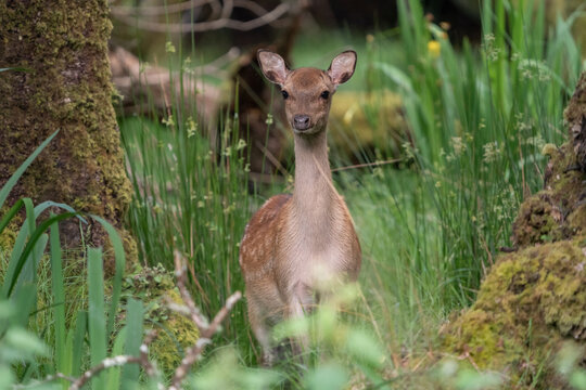 Young deer fawn standing in green forest environment