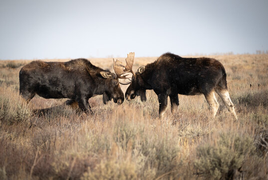 Two Bull Moose Locking Antlers in Open Grassland Sagebrush Habitat