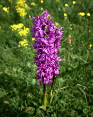 Obraz premium Le fioriture primaverili del Gran Sasso: Narcisi, Peonie, Orchidee, Asfodelo