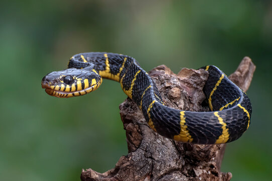a Gold ringed cat snake was coiled on a tree trunk in a defensive position