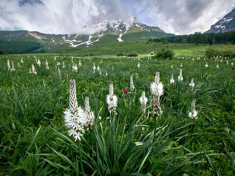 Le fioriture primaverili del Gran Sasso: Narcisi, Peonie, Orchidee, Asfodelo