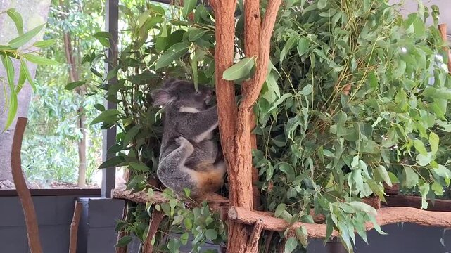 Close-up video of a koala eating eucalyptus leaves while hanging on a tree branch. Cute Australian wildlife scene showing natural feeding behavior in a calm forest environment.
