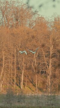 Pair of white trumpeter swans soaring in slow motion over golden bare Wisconsin forest in soft morning light, wings fully spread